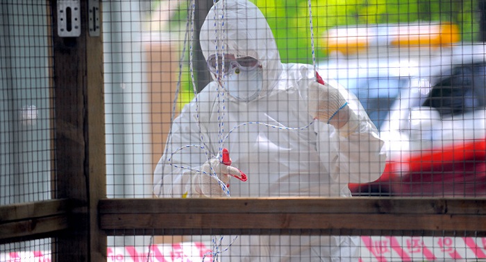 New bird flu outbreak in South Korea 